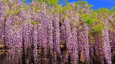 🌸 우시지마의 등나무 (토카엔) 이미지 2